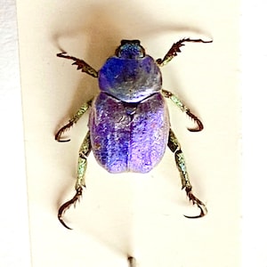 Hoplia coerulea - Etsy 日本