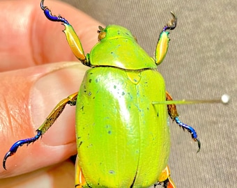 Adolphi Scarab Beetle. Specimen only.