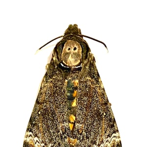 Death’s Head Hawkmoth Lesser (Acherontia Styx) A1 specimen only. Real moth. Skull moth. Goth. Silence of the lambs
