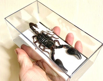 Scorpione in vetrina o solo esemplare. Esemplare vero. scorpione. ragno. esemplare di insetto. insettidibellezza. arte degli insetti. gotico, stranezza,