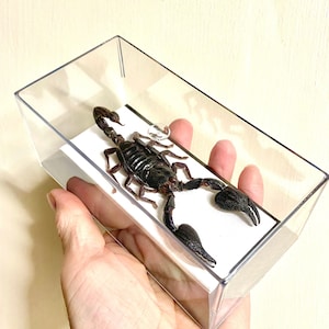 Scorpion in display case or specimen only. Real specimen. scorpio. spider. insect specimen. insectsofbeauty. insect art. goth, oddity,