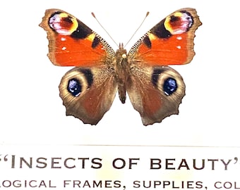 Peacock Butterfly. Aglais io. real butterfly. insect collection. insect specimen. insectsofbeautyuk. Lepidoptera. peacock