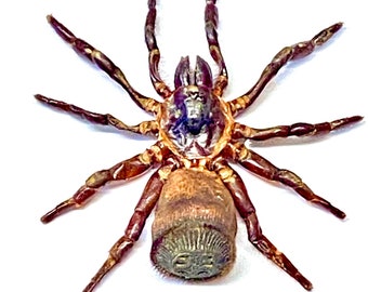 Spider. Cyclocosmia ricketti. Real specimen.