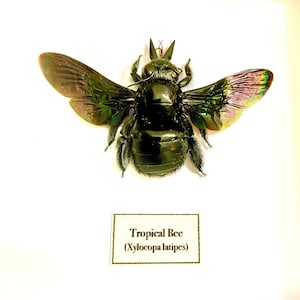 Tropical Bee. Xylocopa latipes. Bee. Wasp. Bumble bee. Carpenter bee. Hymenoptera. Insectsofbeauty
