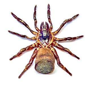 Spider. Cyclocosmia ricketti. Real specimen. image 1