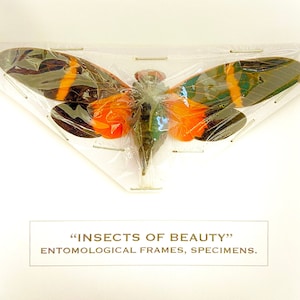 Orange Cicada (Tosena paviei) real unframed specimen. cigale. grasshopper. cricket.cicada.insect specimen. insect art. insectsofbeauty