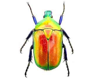 ルビーフルーツコガネムシ（Torynorrhinaflamea）の本物の昆虫標本