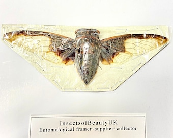 Tylko okaz cykady nietoperzowej (Cryptotympana Aquila).