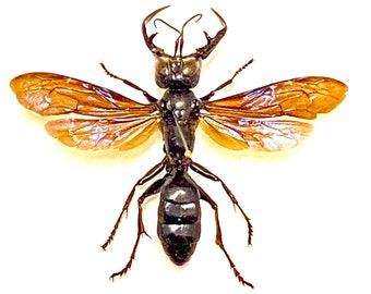 The King of Wasps (Megalara Garuda) real specimen.