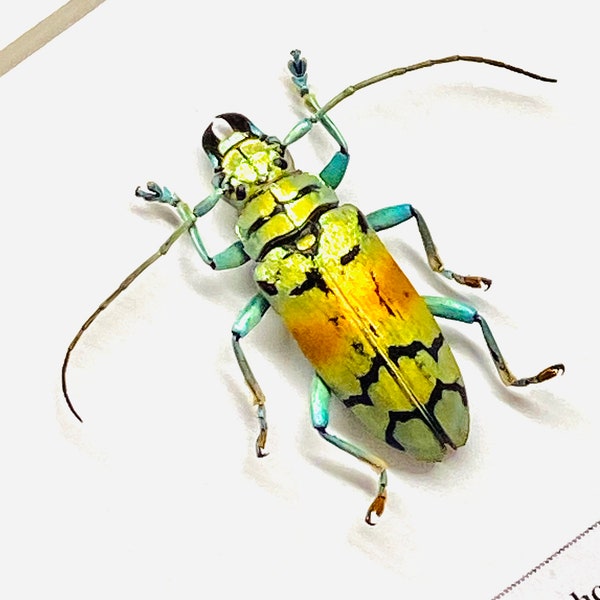 Golden Longhorn Beetle. (Timesisternus rafalae) real insect framed.