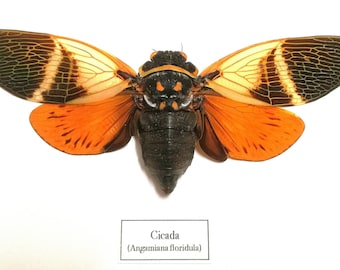 Cigarra (Angamiana floridula) cigarra de coco espécimen real