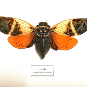 Cicada(Angamiana floridula) real specimen