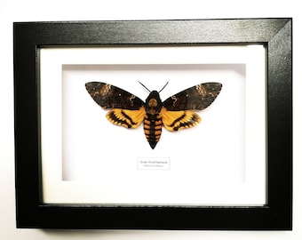 Deaths Head Hawkmoth (Acherontia atropos) polilla real enmarcada