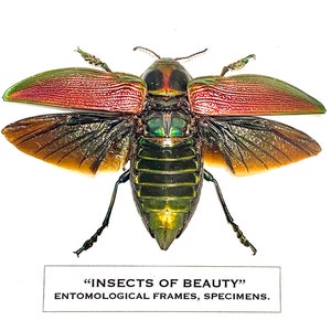 Giant Metallic Borer (Euchroa giganteum) real insect specimen