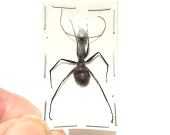 ★昆虫標本★【ディノポネラ】ディノハリアリDinoponera gigantea ☆昆虫標本☆【ディノポネラ】ディノハリアリDinoponera gigantea