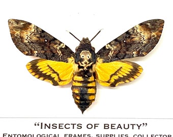 Esfinge cabeza de muerte (Acherontia atropos) espécimen real sin marco.