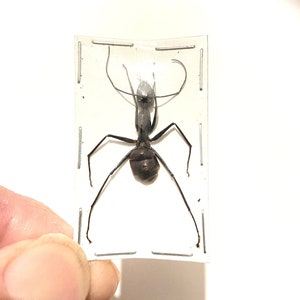 Ant (Camponotus gigas) real specimen.