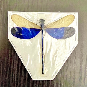 Libélula Azul (Neurobasis Kaupi) ejemplar real. libélula. libélula. insecto.insecto real.ejemplar de insecto. mariposa. insectosdebelleza.