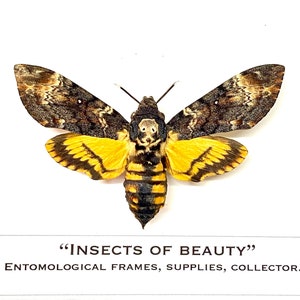 Death Head Hawkmoth(Acherontia Atropos) real specimen un-framed.
