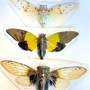 May include: Three cicada insects pinned and displayed in clear plastic frames. The top cicada has translucent wings with green accents. The middle cicada has yellow and black wings. The bottom cicada has brown and white wings.