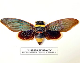 Cicada Tacua speciosa) の実物の額装標本。 - Etsy 日本