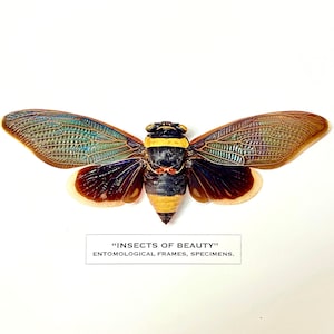 Cicada Tacua speciosa) ejemplar real enmarcado.