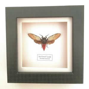 May include: Framed Red Devil Cicada (Huechys incarnata) insect specimen with brown and orange wings and a red abdomen.