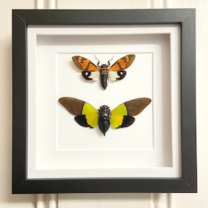 Cicades frame. Echte exemplaren, twee soorten.