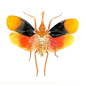 Detanii Planthopper (Pyrops detanii) real specimen un-framed