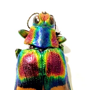 Chrysochroa - Etsy 日本