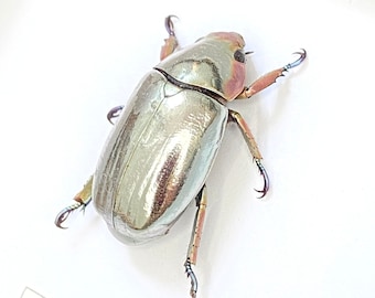 Silver Scarab (Chrysina chrysargirea) framed