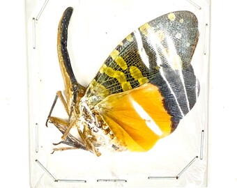 Lantern Fly (Pyrops spinolae) real insect.insectsofbeauty. entomology