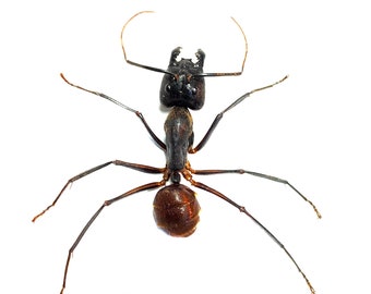 Ant- Giant Forest (Camponotus gigas) real specimen.formicidae. Insect specimen. Mini beasts. Insectsofbeauty. Entomology. Framed insects.