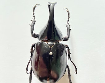 カブトムシ 60-70 mm 実物 Xylotrupes sumatrensis 正規品 未接着 未