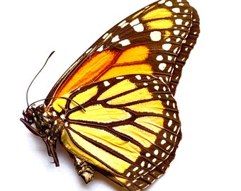 Monarch Butterfly (Danaus plexippus) specimen