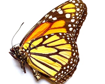 il_340x270.5484819888_91n1.jpg