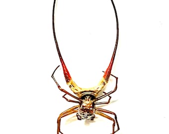 Spinne. Gehörnte Kugel. (Macaracantha arcuata) echtes Insekt. echte Spinne. insektenvonbeauty. Spinnentiere.