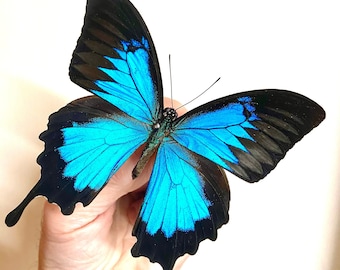 Blue Mountain Swallowtail (papilio Ulysses) Real Butterfly. Blue