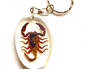 Scorpion Key Ring. Real insect. scorpio. key fob. lucite. spider. goth. oddity. steampunk.insect art.. insect pendant. resin earring