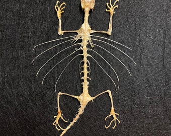 Flying Lizard Skeleton(Draco Volans) real skeleton in frame.