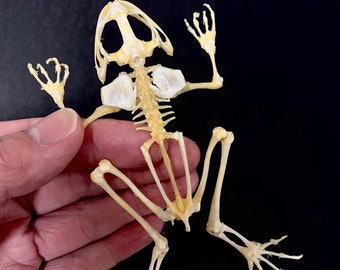Esqueleto de rana (rana herbácea asiática) ejemplar real