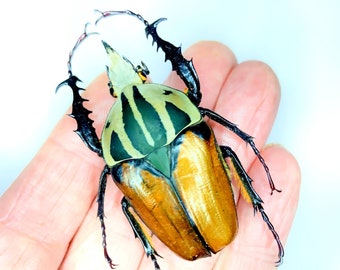 Bloemkever (Mecynorrhina oberthuri)