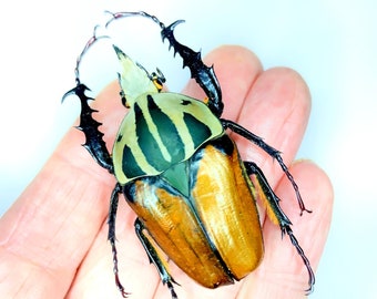 Flower Beetle (Mecynorrhina oberthuri)