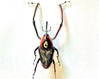 オオタケゾウムシ（Crytotrachelus buqueti）の実物標本 - Etsy 日本