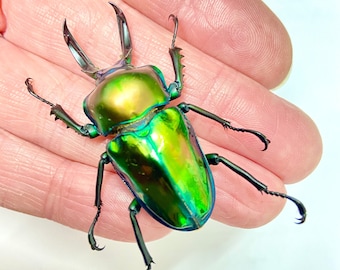 Rainbow Stag Beetle (Phalacrognathus muelleri) real specimen. beetle. real insect. insect. insect collection. coleoptera. insectsofbeauty