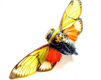 大型　メガララ　ガルーダバチ　標本 公式ショップ】 大型 メガララ ガルーダバチ 標本 標本 標本 - 標本