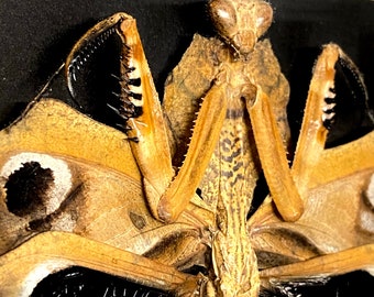 Mantide gigante dalle foglie morte. Esemplare autentico incorniciato.
