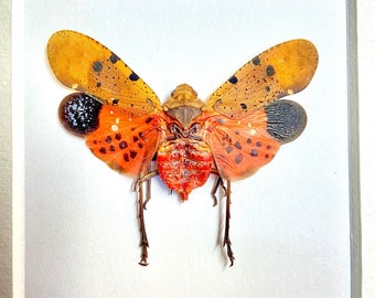 Spotted Lantern-Fly (Penthicodes atomaria) real insect framed.