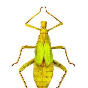 Heteropteryx Dilatata - Etsy