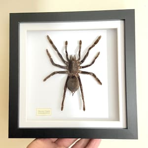 Vogelspinne umrahmt. Gelbe Knie Vogelspinne XL. Spinne. Spinnentiere. Gothik. Makaber. Selenokosmie.  Insektensammlung. insektenvonbeauty. Grauen.